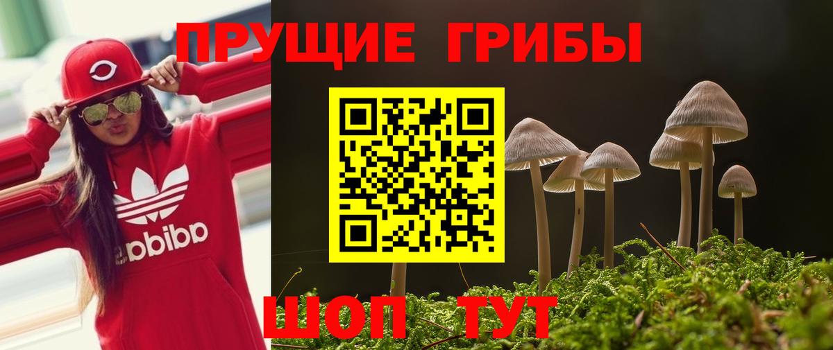 Псилоцибиновые грибы Psilocybe Великий Устюг